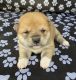 Shiba Inu Puppies for sale in Princeton, MO 64673, USA. price: NA
