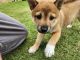 Shiba Inu Puppies for sale in Winder, GA 30680, USA. price: $1,500