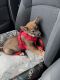 Shiba Inu Puppies for sale in Suffolk, VA, USA. price: $1,200