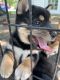 Shiba Inu Puppies for sale in Odin, IL 62870, USA. price: NA
