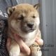 Shiba Inu Puppies for sale in Beresford, SD 57004, USA. price: NA