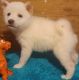 Shiba Inu Puppies for sale in Mammoth Spring, AR 72554, USA. price: $2,000