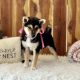 Shiba Inu Puppies for sale in Mammoth Spring, AR 72554, USA. price: $850