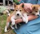 Shiba Inu Puppies for sale in Holton, MI 49425, USA. price: $400