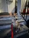 Shiba Inu Puppies for sale in 40-53 Warren St, Queens, NY 11373, USA. price: NA