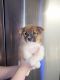 Shiba Inu Puppies for sale in Olympia, WA, USA. price: NA