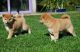 Shiba Inu Puppies for sale in New York, NY, USA. price: $530