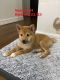 Shiba Inu Puppies for sale in Haslet, TX, USA. price: $1,900