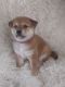 Shiba Inu Puppies for sale in Kent, OH, USA. price: NA