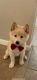 Shiba Inu Puppies for sale in Spring, TX 77373, USA. price: $3,000