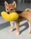 Shiba Inu Puppies for sale in San Diego, CA, USA. price: $1,000