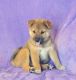 Shiba Inu Puppies for sale in Cadet, MO 63630, USA. price: $1,200