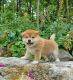 Shiba Inu Puppies for sale in Phillipsburg, NJ 08865, USA. price: $1,500