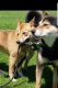Shiba Inu Puppies for sale in Waltham, MA, USA. price: $850