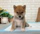Shiba Inu Puppies for sale in 6607 Cove Creek Dr, Billings, MT 59106, USA. price: $800