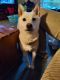 Shiba Inu Puppies for sale in Huntingtown, MD 20639, USA. price: $500