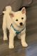 Shiba Inu Puppies for sale in Mcconnellsburg, PA 17233, USA. price: $2,500