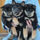 Shiba Inu Puppies for sale in Las Vegas, NV, USA. price: $500