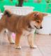 Shiba Inu Puppies for sale in Los Angeles, CA, USA. price: $1,200