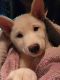 Shiba Inu Puppies for sale in Downey, CA, USA. price: $800
