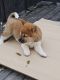 Shiba Inu Puppies for sale in Platteville, WI 53818, USA. price: $100