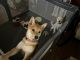 Shiba Inu Puppies for sale in Norfolk, VA 23502, USA. price: $1,200