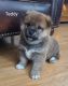 Shiba Inu Puppies for sale in Douglas, WY 82633, USA. price: $950