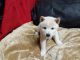 Shiba Inu Puppies for sale in Cameron, MO 64429, USA. price: $700