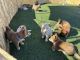 Shiba Inu Puppies for sale in Henderson, NV, USA. price: $800
