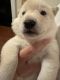 Shiba Inu Puppies for sale in Plano, TX 75025, USA. price: $1,000