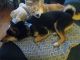 Shiba Inu Puppies for sale in Nashua, New Hampshire. price: $1,700