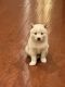 Shiba Inu Puppies for sale in Plano, TX 75025, USA. price: $500