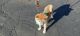Shiba Inu Puppies for sale in Blairsville, PA 15717, USA. price: $2,000