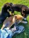 Shiba Inu Puppies for sale in Cleveland, Ohio. price: $500