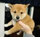 Shiba Inu Puppies for sale in Greensboro, North Carolina. price: $2,000