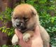 Shiba Inu Puppies for sale in Philadelphia, Pennsylvania. price: $500
