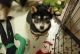Shiba Inu Puppies for sale in St. Louis, Missouri. price: $500