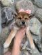 Shiba Inu Puppies for sale in Los Angeles, California. price: $400