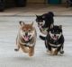 Shiba Inu Puppies for sale in Tallahassee, Florida. price: $950