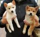 Shiba Inu Puppies for sale in Montgomery, Alabama. price: $500