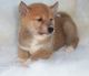Shiba Inu Puppies for sale in Bakersfield, California. price: $500