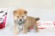 Shiba Inu Puppies for sale in Boston, Massachusetts. price: NA