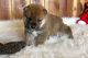 Shiba Inu Puppies for sale in Phoenix, Arizona. price: NA