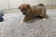 Shiba Inu Puppies for sale in Garfield, Arkansas. price: NA
