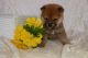 Shiba Inu Puppies for sale in Sacramento, California. price: NA
