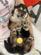 Shiba Inu Puppies for sale in Las Vegas, Nevada. price: $1,500