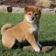 Shiba Inu Puppies for sale in Albany, New York. price: NA