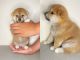Shiba Inu Puppies for sale in Ryde, New South Wales. price: $5,000