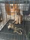 Shiba Inu Puppies for sale in Corpus Christi, Texas. price: $500