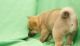 Shiba Inu Puppies for sale in Columbus, IN, USA. price: NA